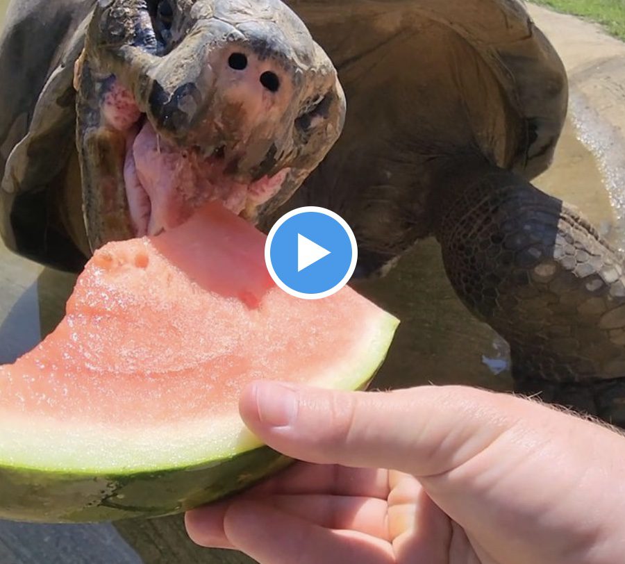 A Galapagos Tortoise eating watermelon at the Philadelphia Zoo